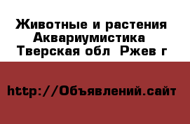 Животные и растения Аквариумистика. Тверская обл.,Ржев г.